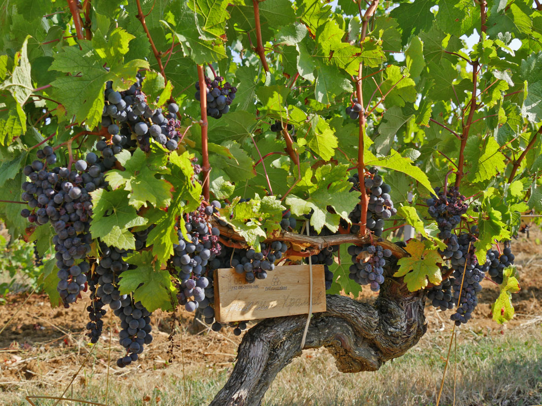 Виноградник на урожай